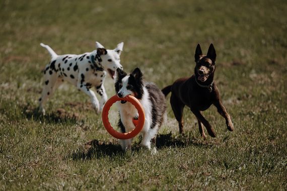 dog playground