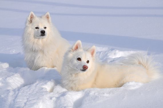 Winter Vacation with Your Dog