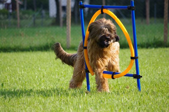 Off-leash area and large Agility Course