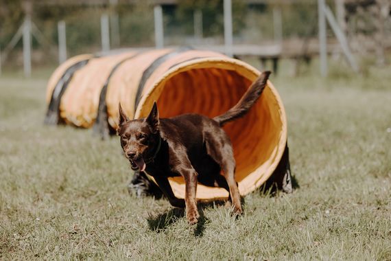 Aqility-Champion-Woche